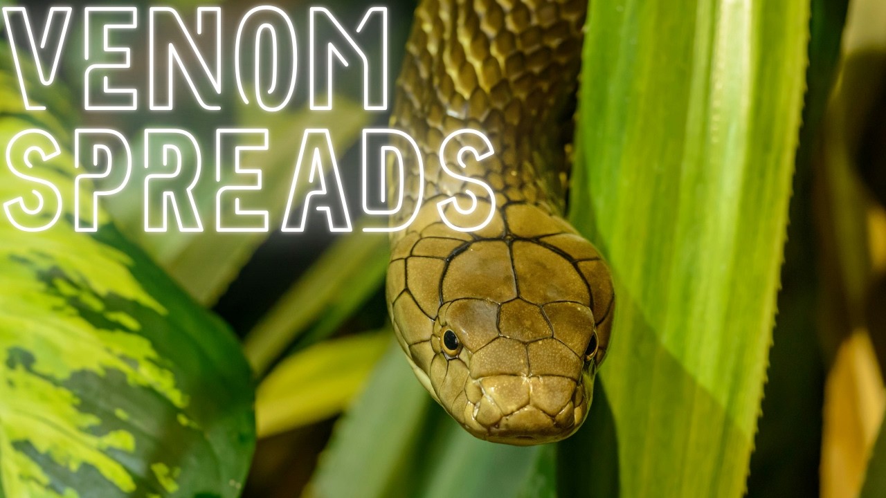 “What Happens Inside Your Body After a Snake Bite?” 🐍