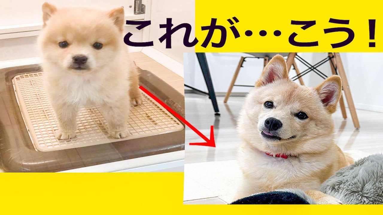 【柴犬・・？】子犬だったポメラニアン×豆柴のコハルさんが６ヶ月を迎えました！