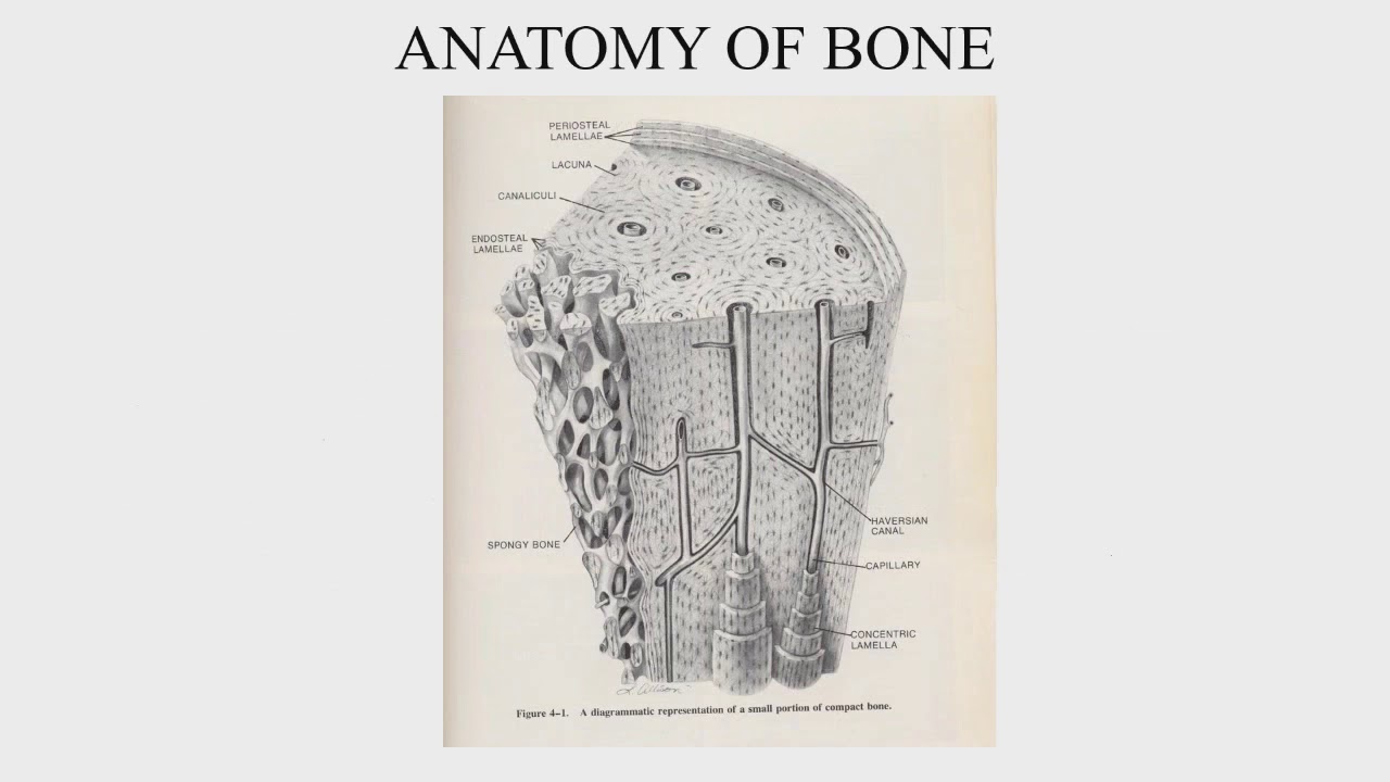 The Anatomy of Bone & Principles of Decalcification