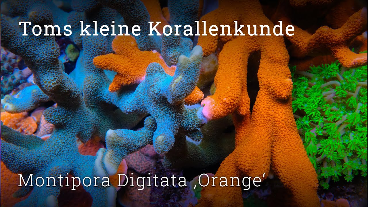 Toms kleine Korallenkunde: Montipora Digitata 'Orange'