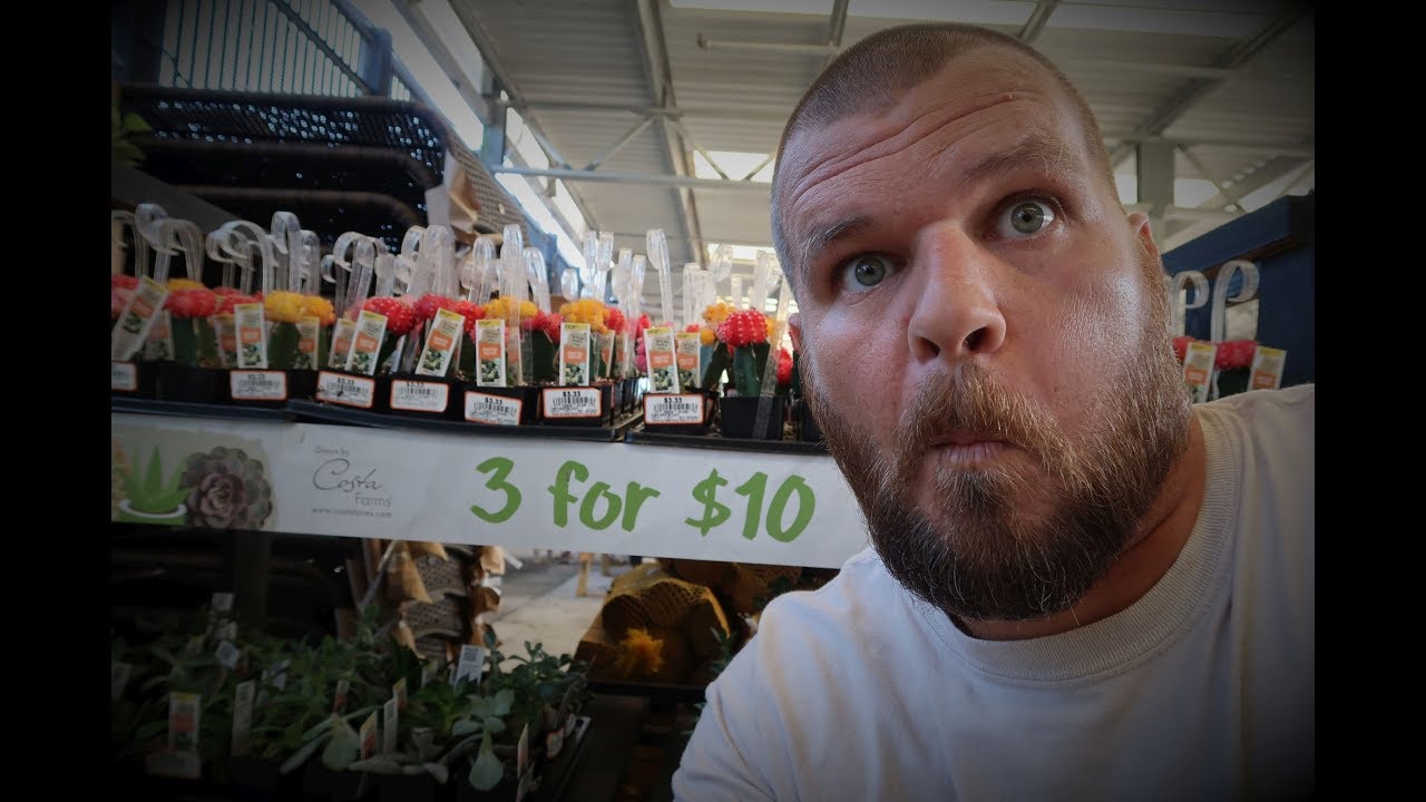 CACTUS RESCUE | SAVING 2 CACTI FROM CERTAIN DEATH!