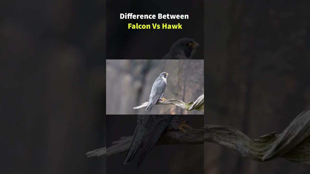 Difference Between Falcon Vs Hawks 🥱🥱🥱🥱 #shorts #birds #trending #falcon