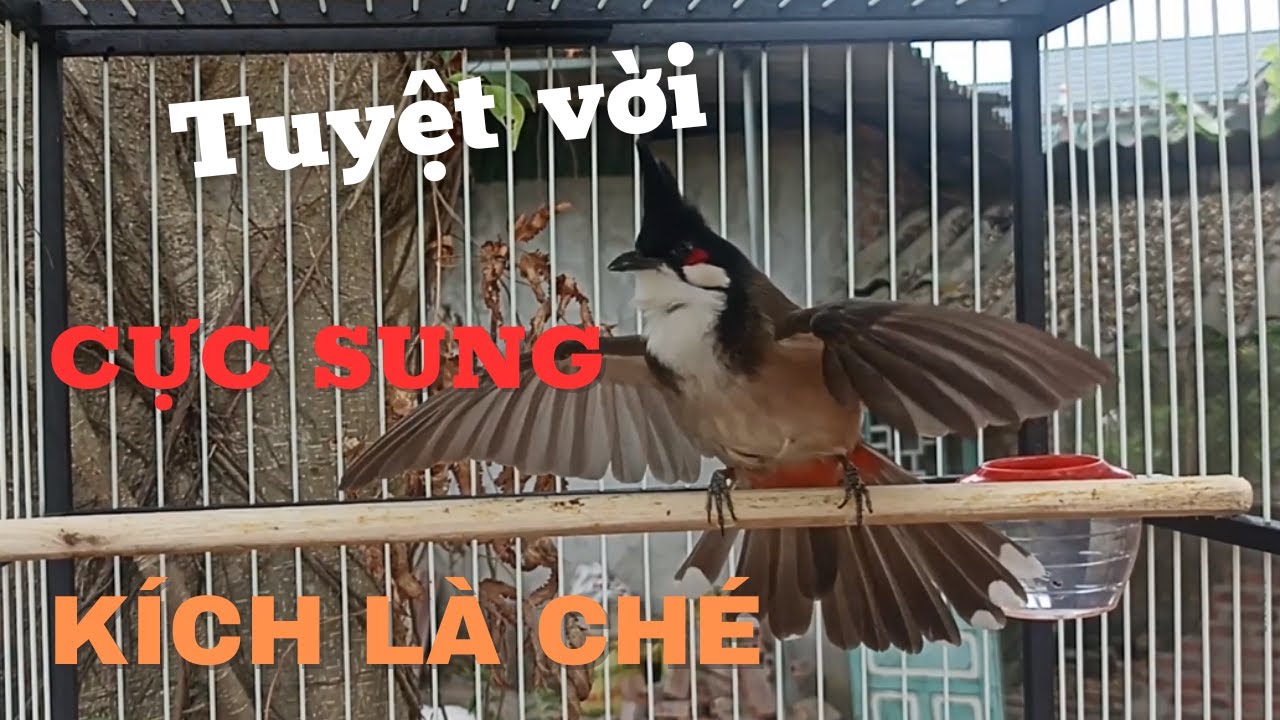 Chào Mào Hót - QUÁ ĐỈNH -má trắng học giọng nhanh căng lửa,luyện chào mào hót sáng ,chào mào hot hay