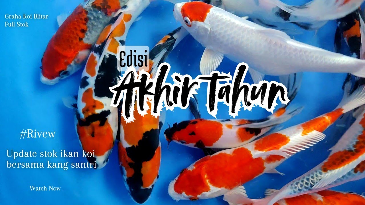 Eps 26‼️Stok spesial untuk akhir tahun, ikan koi cantik antik & berkualitas 🥰🥰🥰