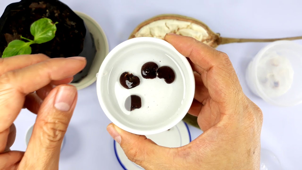 How to grow Baobab from seeds in 5 days