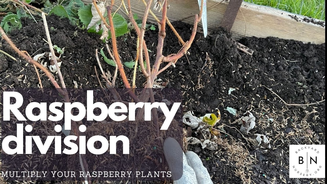 How to propagate raspberry plants by division.