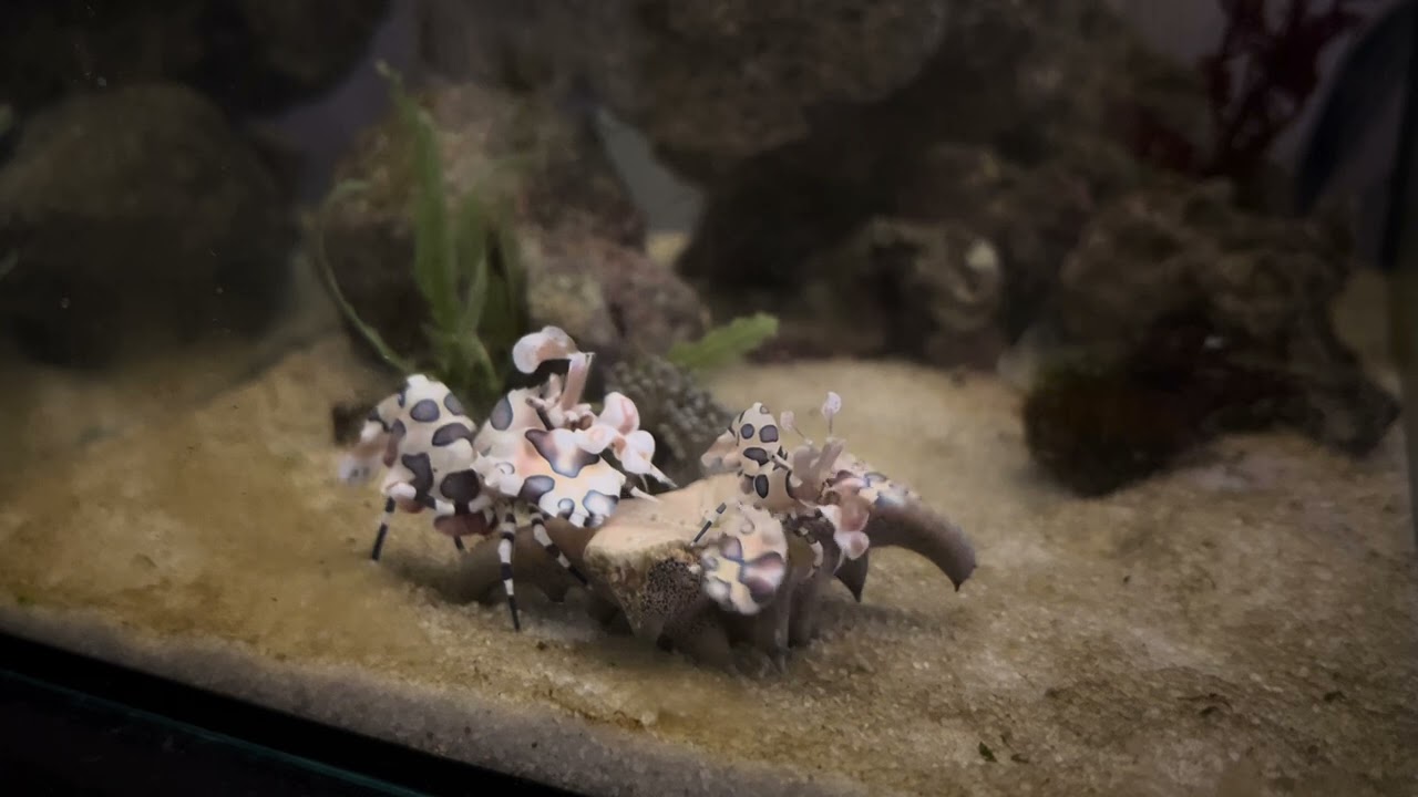 海星蝦 紀錄