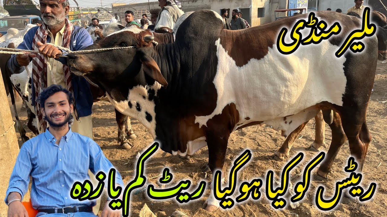 Malir Mandi | Cow Mandi Update 10-December -2025 | cow mandi 