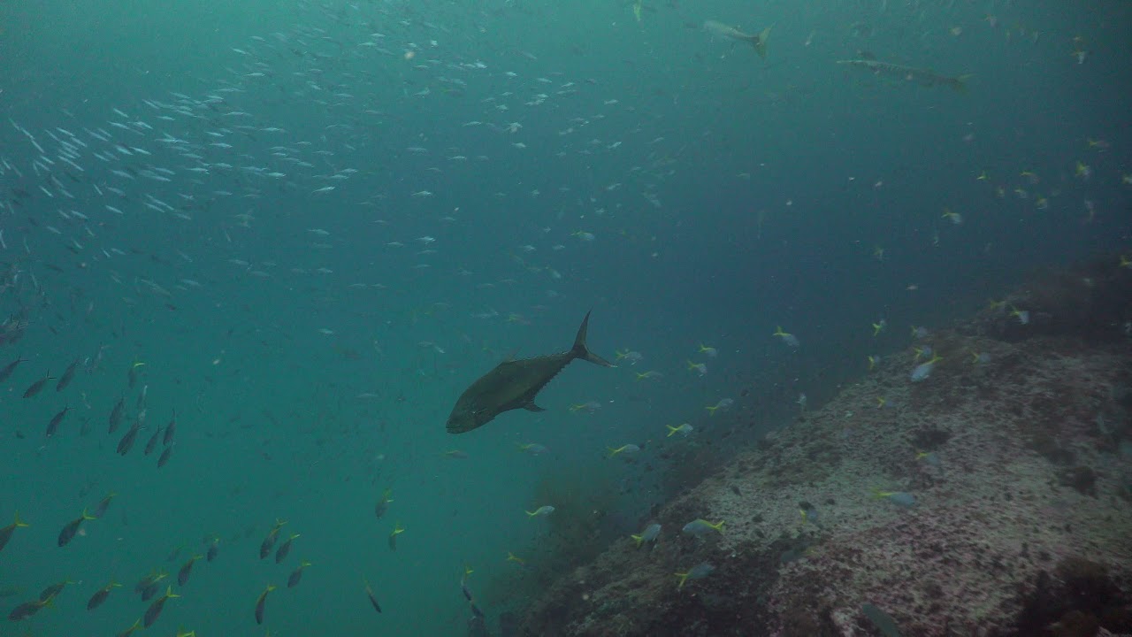 #Underwater #Diving #thermocline  07 November 2021 Sail Rock