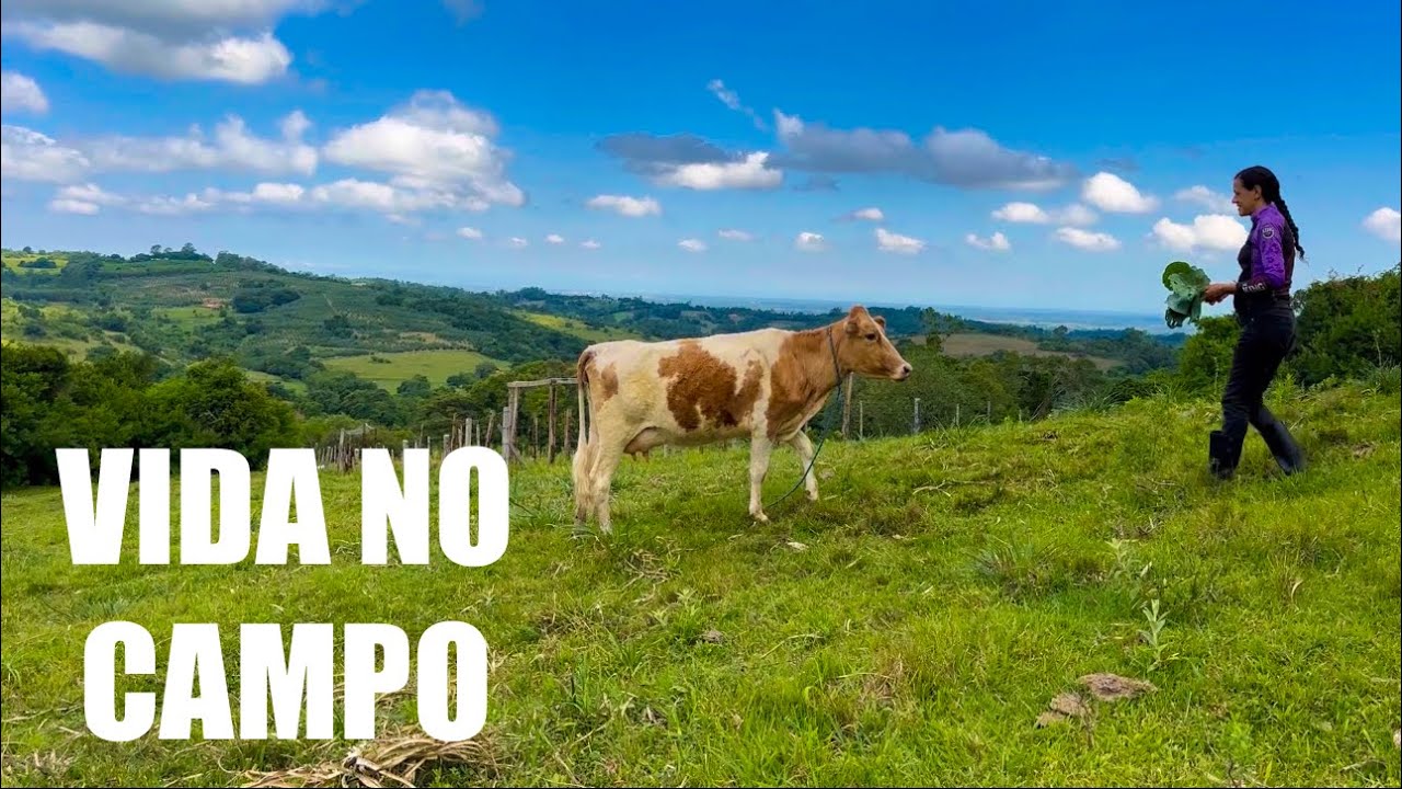 VIDA NO CAMPO: COMO É VIVER ISOLADO NA NATUREZA, MENOS PRESSA, MAIS VIDA