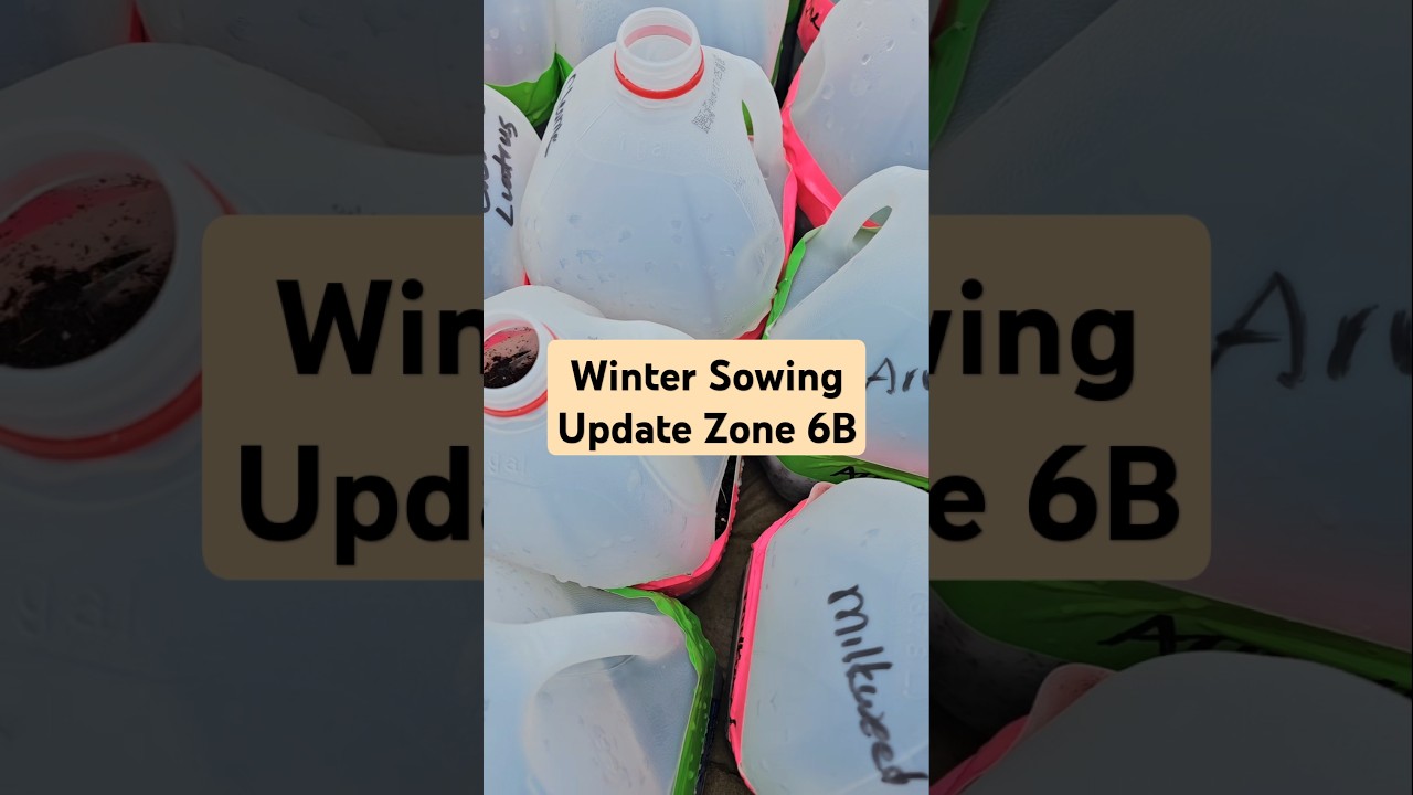 Winter Sowing Update Garden Zone 6B #wintersowing #garden #zone6b #seedstarting #ohio