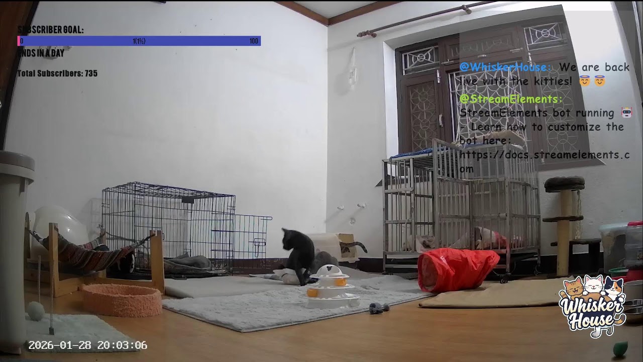 Live with Our Special Needs Kitties at Whisker House