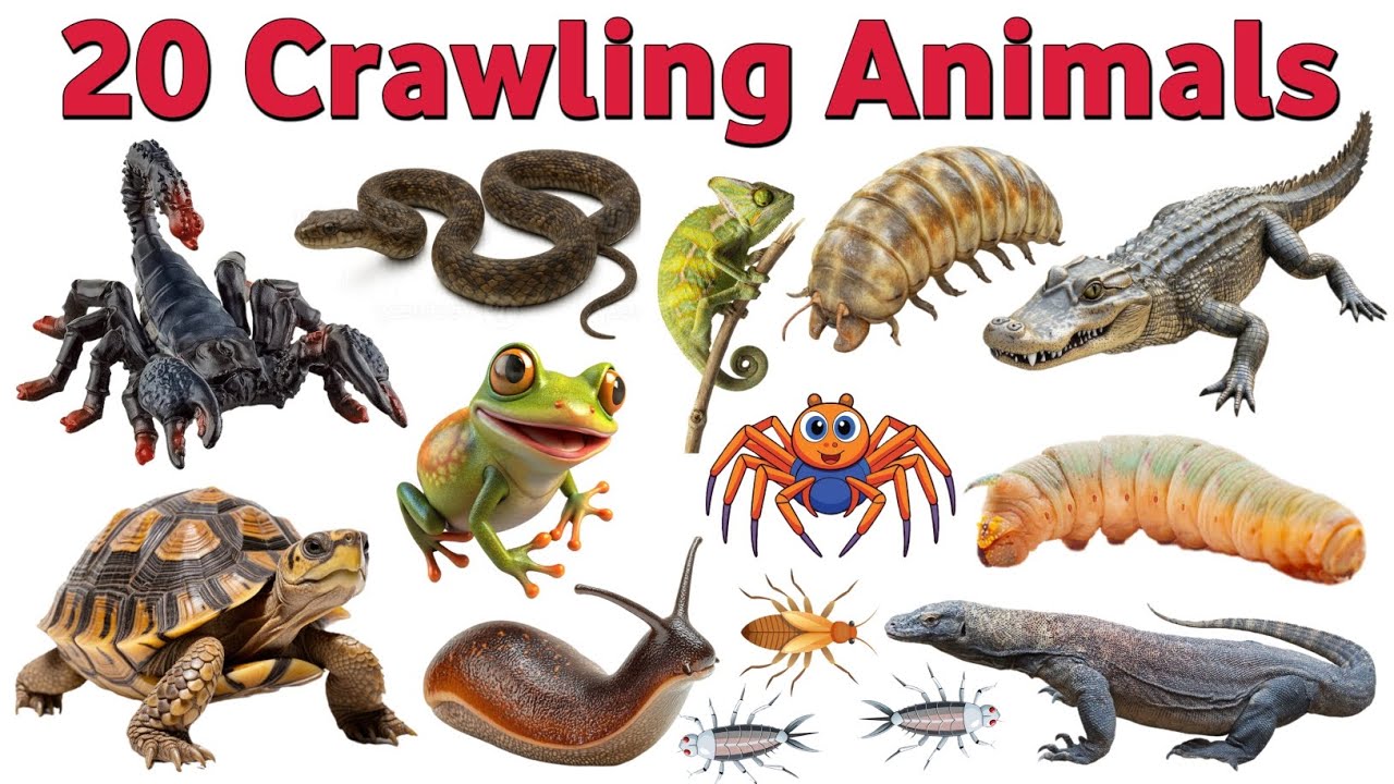 🐍 20 Crawling Animals Names | रेंगने वाले जानवरों के नाम | Kids Learning Video 🐢प्यारे बच्चों 👶❤️