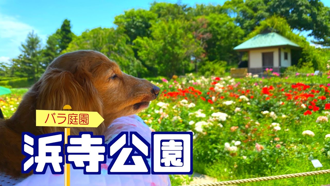 【浜寺公園 バラ庭園】まだ咲いてるかな？