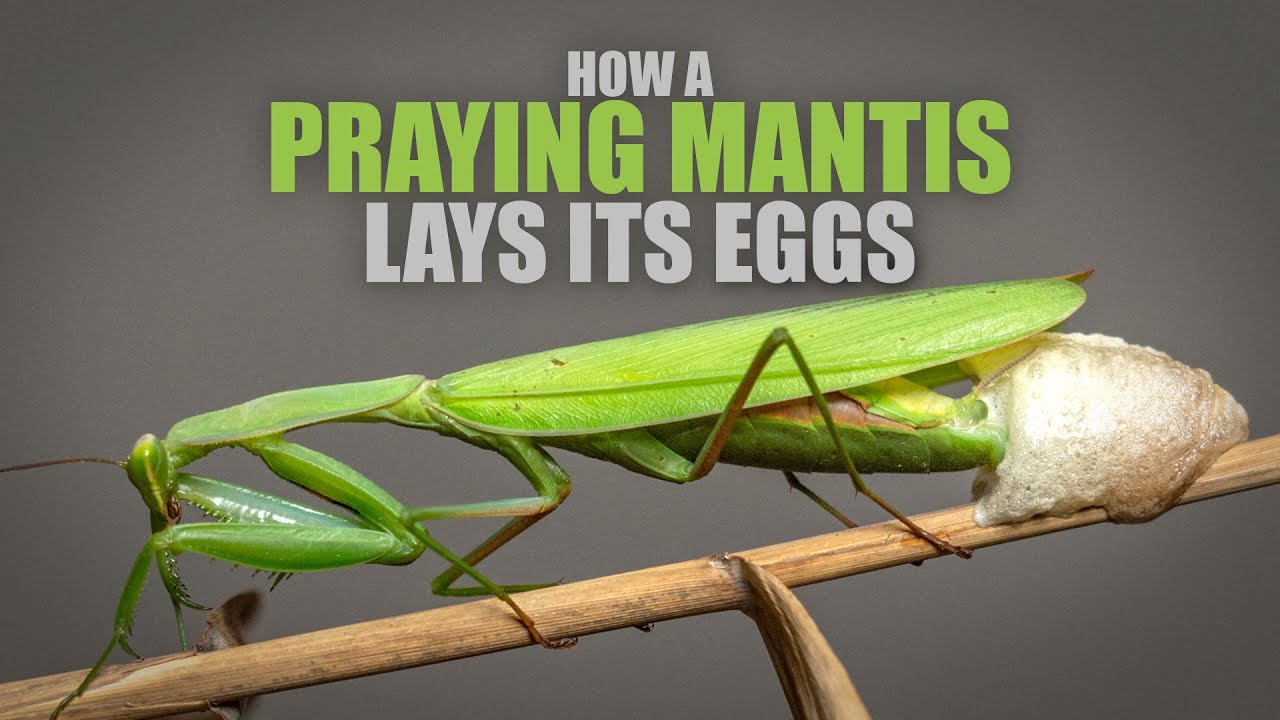 How does a Praying Mantis lay its Eggs? An oddly satisfying TIMELAPSE of the process