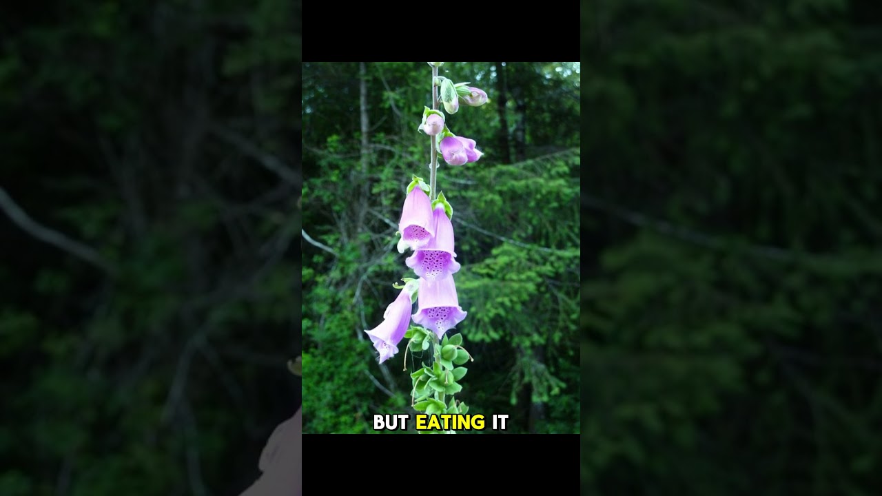 Top 10 Most Poisonous Flowers