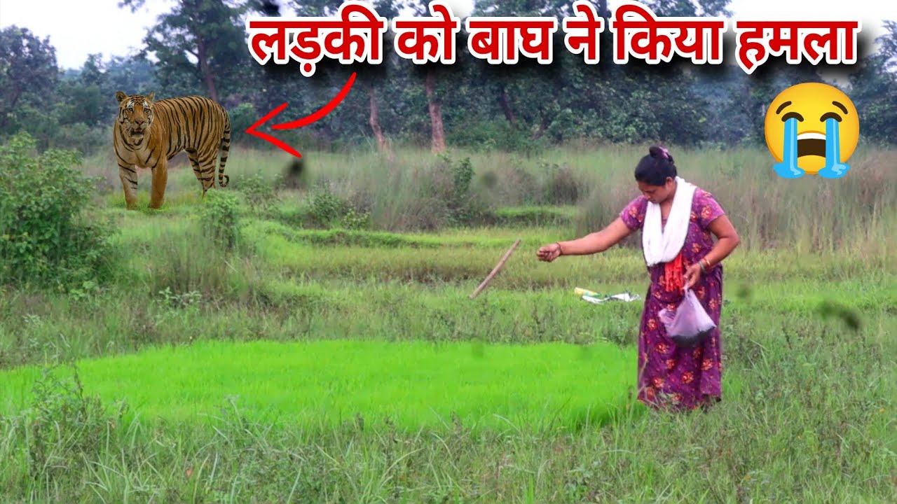 लड़की को बाघ ने किया हमला | TIGER ATTACK GIRL IN THE FOREST 😱