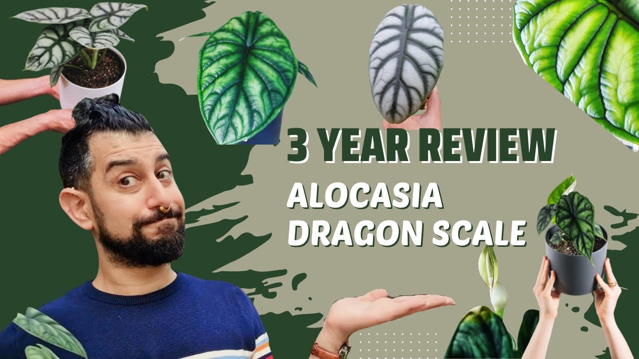 Alocasia Dragon Scale 3-Yr Review | Green & Silver | Are they Easy to Grow?