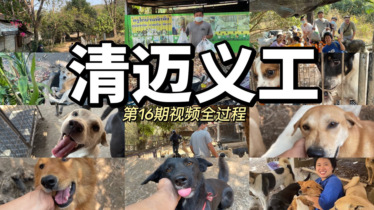 泰国清迈流浪救助站/救助义工16期/流浪狗疫苗💉/拯救效小狗生命行动/爱心在行动/关爱流浪狗Chiang Mai stray rescue station in Thailand/16th