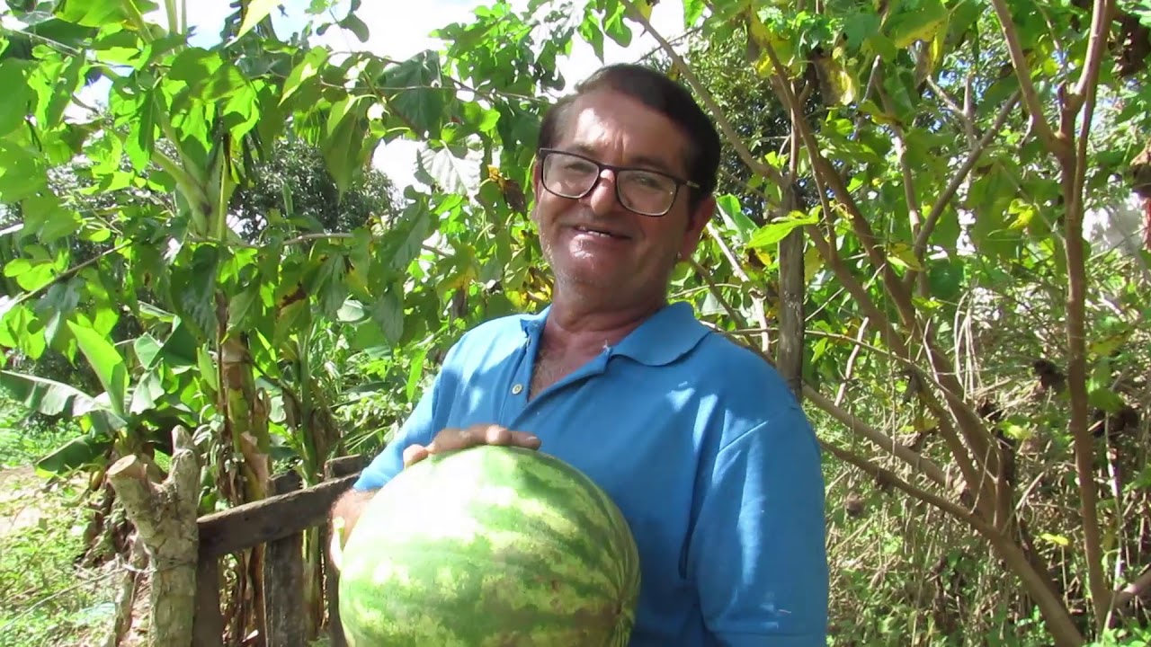 COLHENDO E PROVANDO A MELANCIA DA HORTA