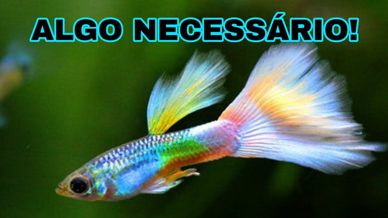 GUPPYS, A FACILIDADE PARA PERDER AS CARACTERÍSTICA DE UMA LINHAGEM.