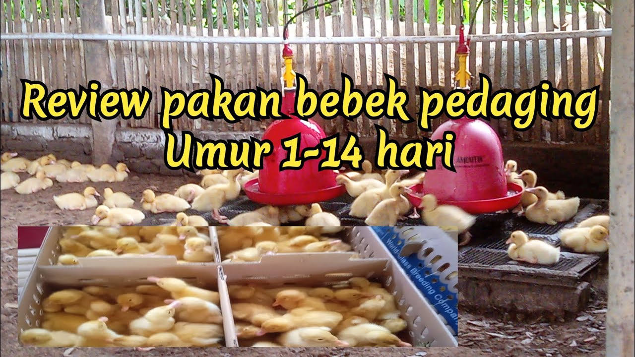 pakan bebek pedaging umur 1-14 hari