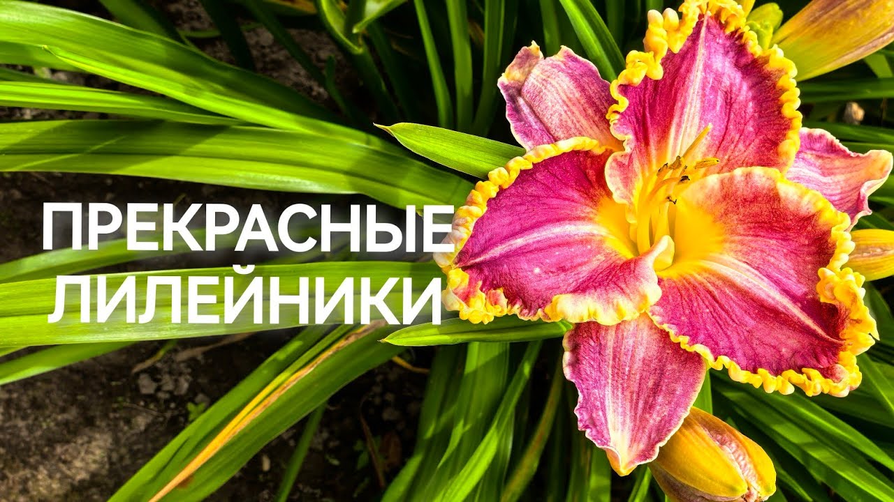 Моя коллекция лилейников