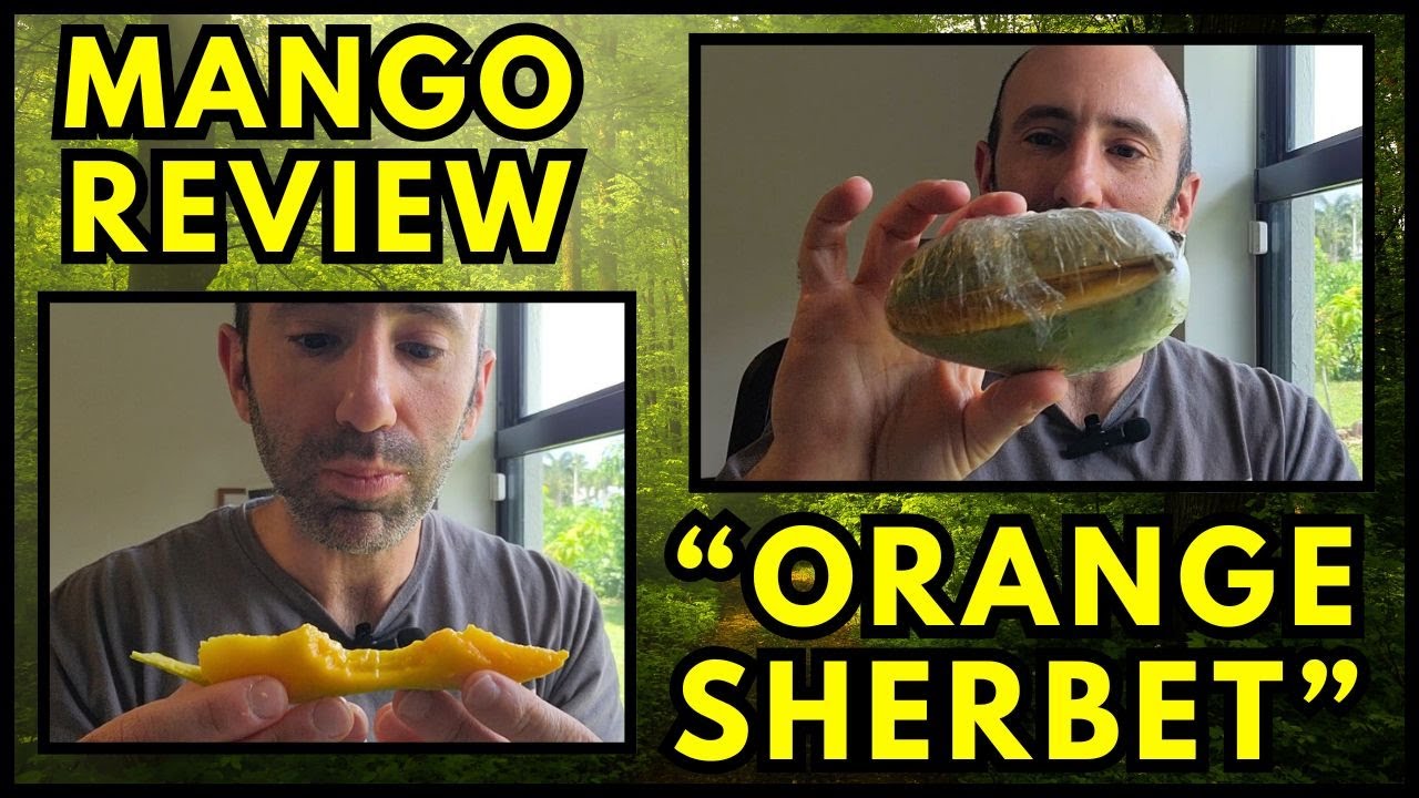 Orange Sherbet Mango - Can You Ripen a Mango After Cutting?