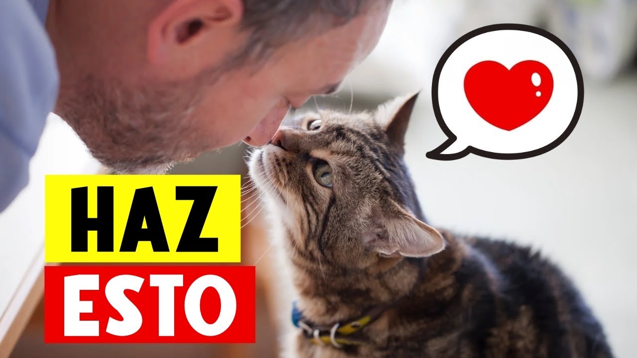 8 Formas de Decirle a tu Gato QUE LO AMAS (en un Idioma que ELLOS ENTIENDEN) 🔥