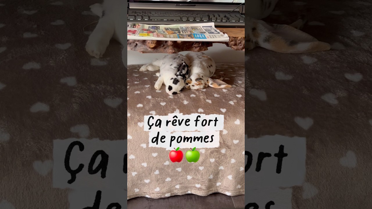 Tu savais que les lapins rêvaient ? 🐰💭