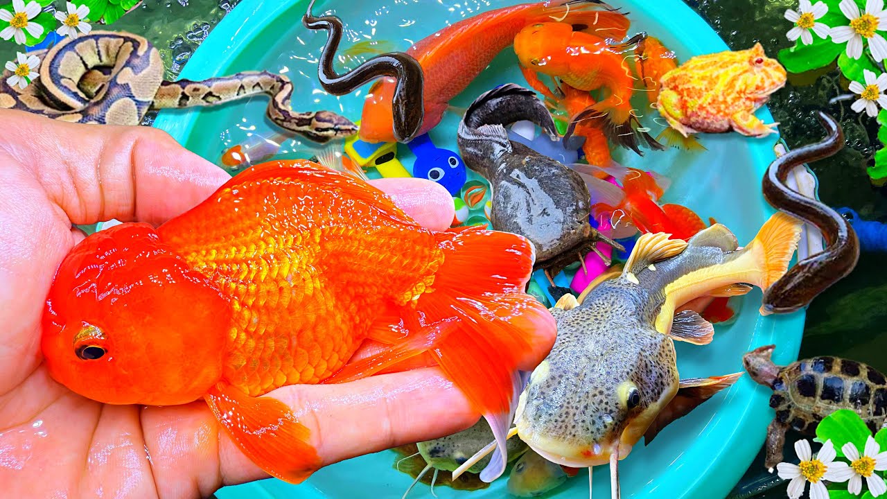 Catch Colorful fish in rain, Catching Big Catfish, Koi, Carp, Goldfish, Big Pleco Fish, Ranchu, Koi
