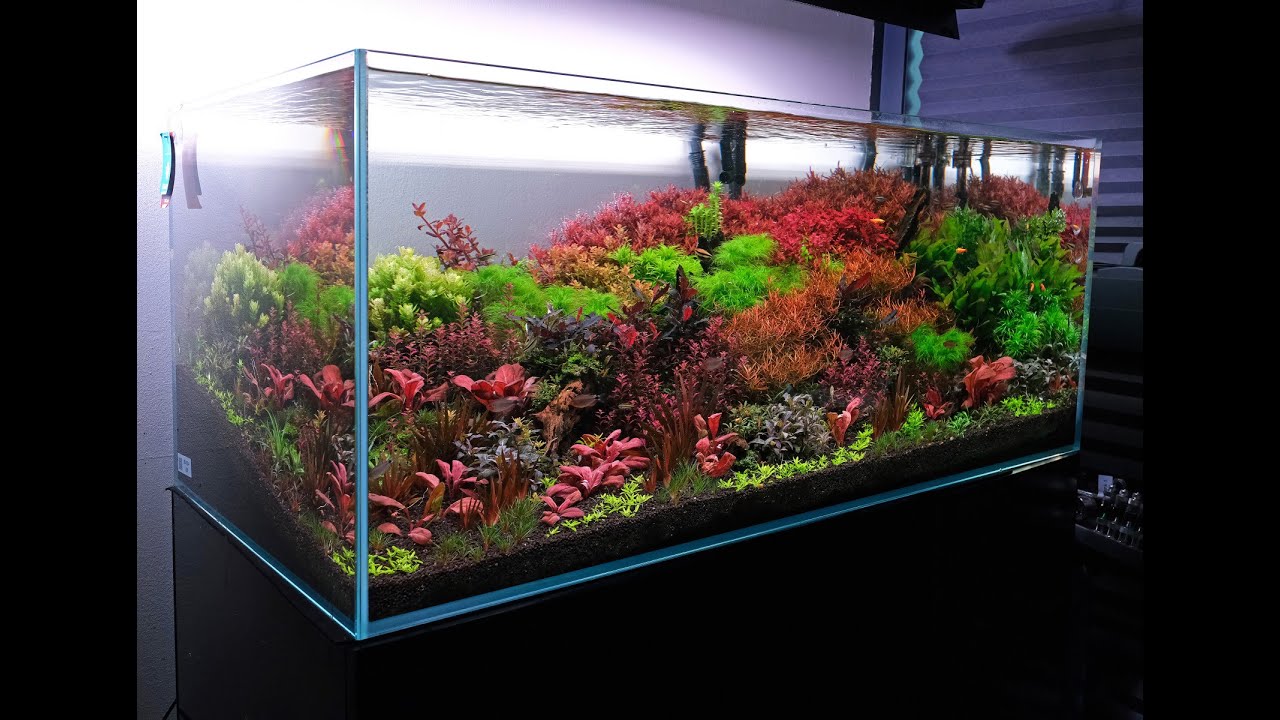 4ft Rotala florida community aquarium: Showcasing the 2hr Way