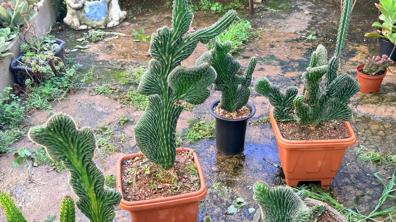 RABOS DE SEREIA CHEIOS DE COCHONILHA - Como faço o tratamento dos cactos?