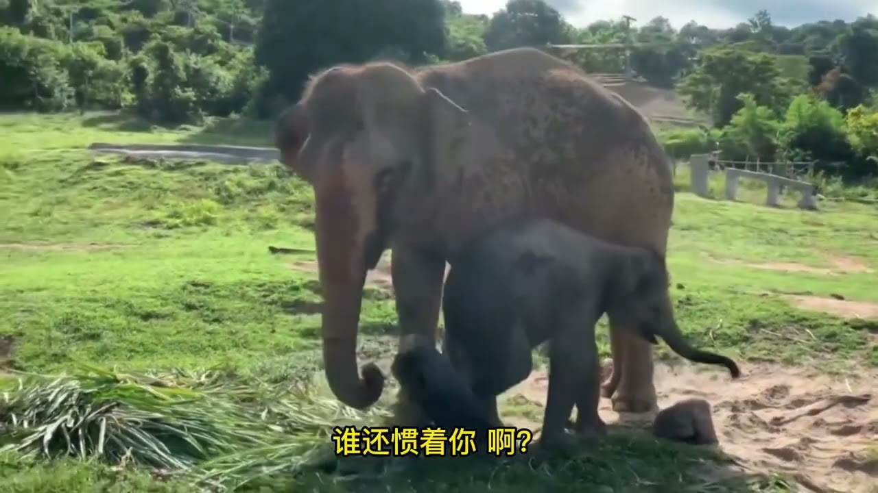 小象：我终于知道哥哥为什么爱唠叨了！（终）