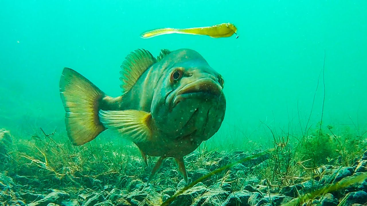 INSANE Underwater Footage Of Bass Eating Worms and Finesse Baits!