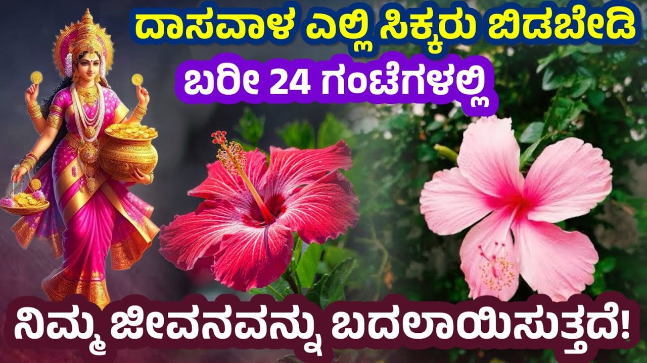 ದಾಸವಾಳ ಗಿಡದ ಶಕ್ತಿ ಗೊತ್ತಾ ನಿಮಗೆ ? Hibiscus Plant Benefits | Dasavala huvina upayoga @SRTVKANNADA