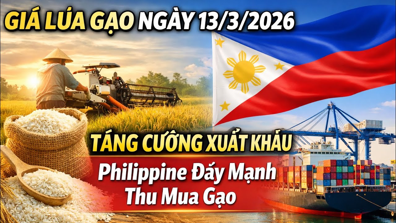 Giá Lúa Gạo Hôm Nay 13/3: Philippines Mua 700.000 Tấn – Giá Lúa Sắp Tăng?