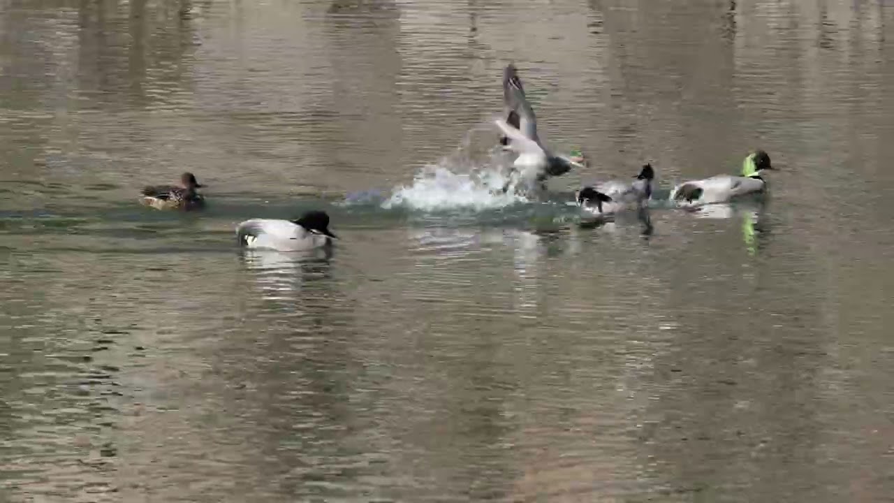 2026 01 Japon Tokyo Palais impérial : Le Canard à faucilles