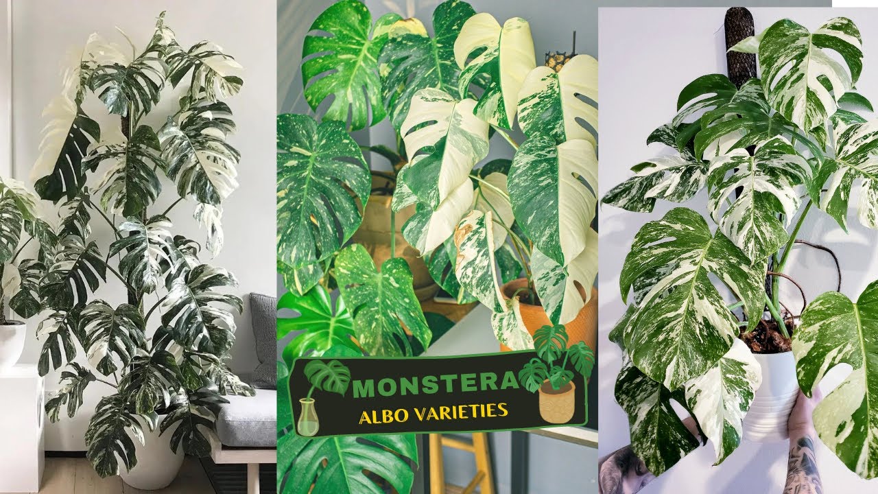 10 Best Monstera Albo Varieties You Must Grow