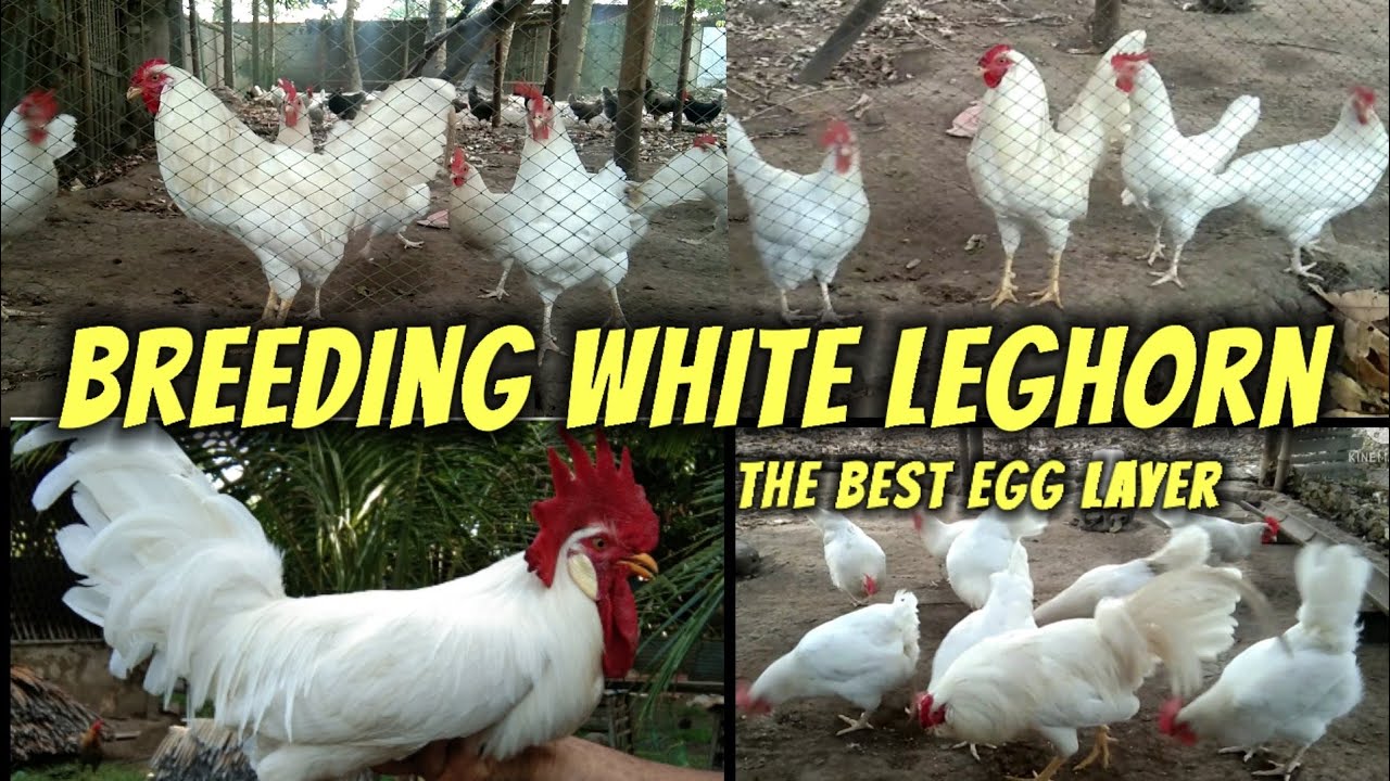 White Leghorn Breeding | 90% Egg fertility rate