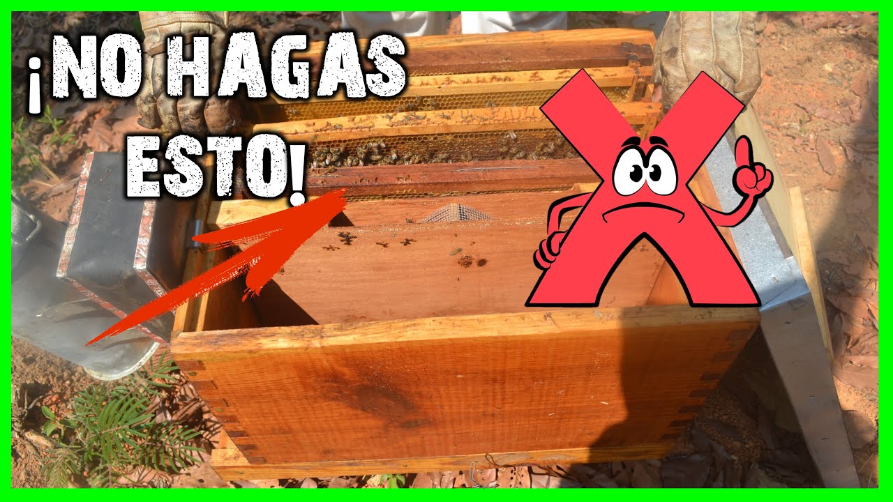 ✔️ Tus Abejas se VAN DE LA COLMENA?  | 👉Descubre porque y soluciónalo🐝