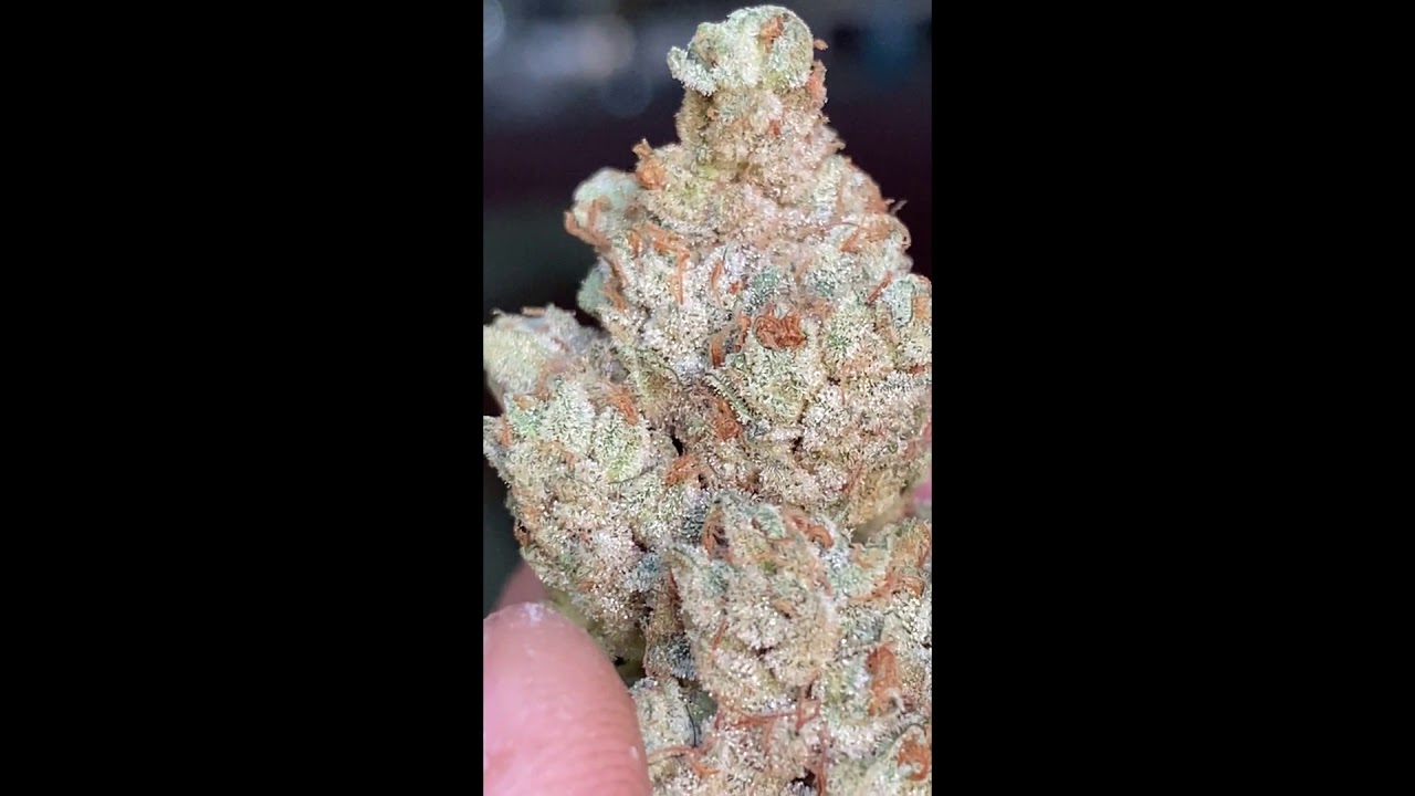 Gorilla Glue #4 ( GG4 ) - GGStrains | Premium Cannabis Flower