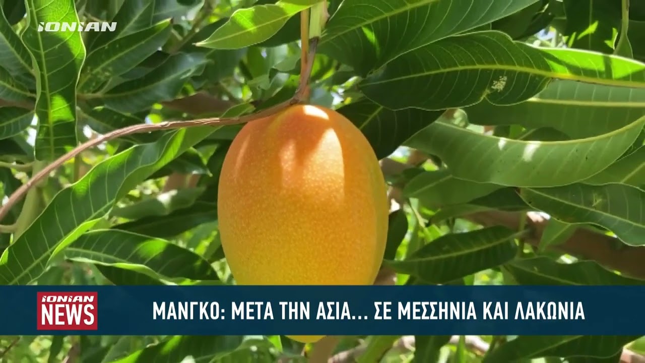 Καλλιέργειες ... μάνγκο σε Μεσσηνία και Λακωνία
