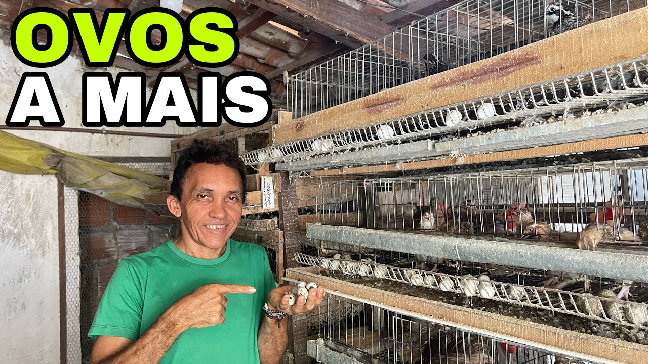 PORQUÊ SEMPRE MANDAMOS OVOS A MAIS?
