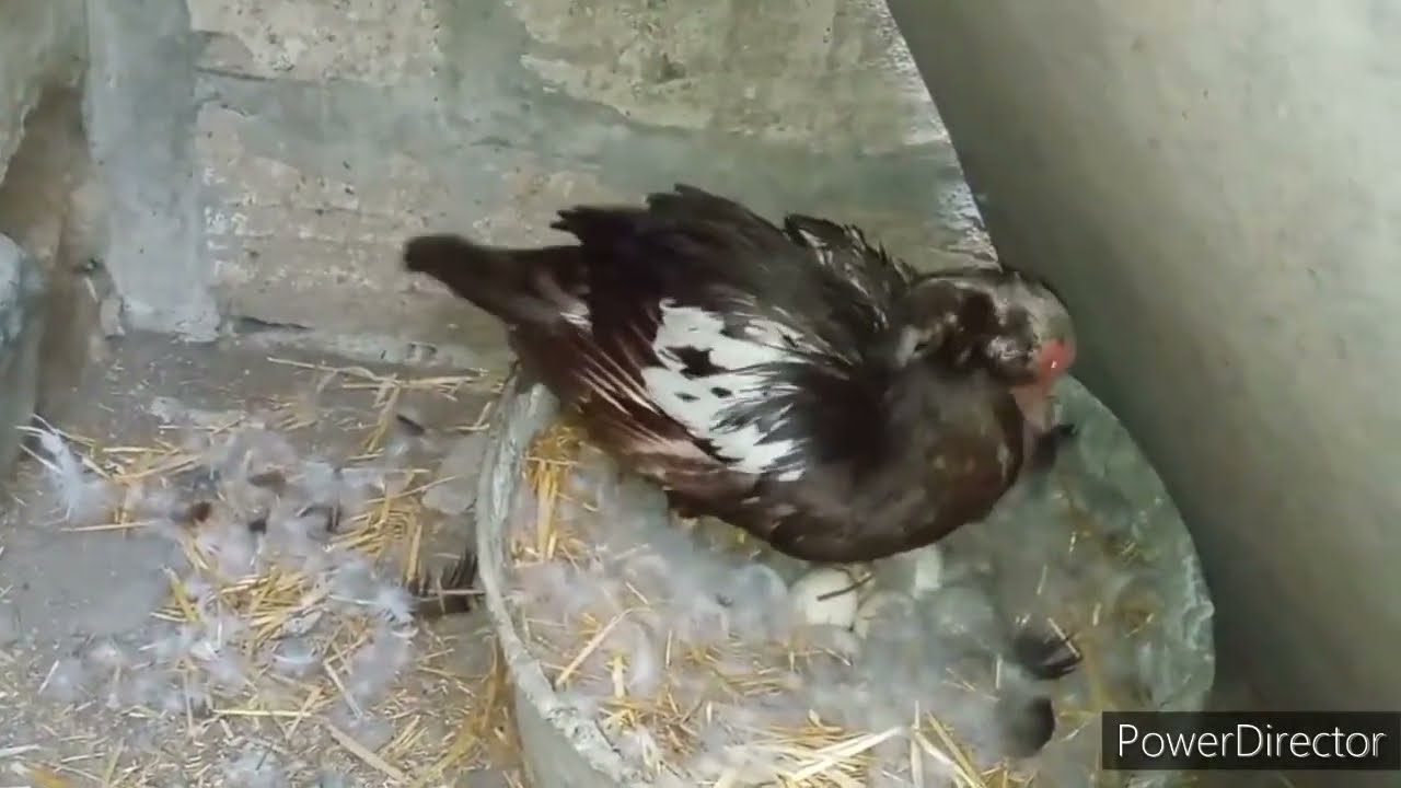 KURT YATAN LAL ORDEKLERIM // COXU HELE YATIR