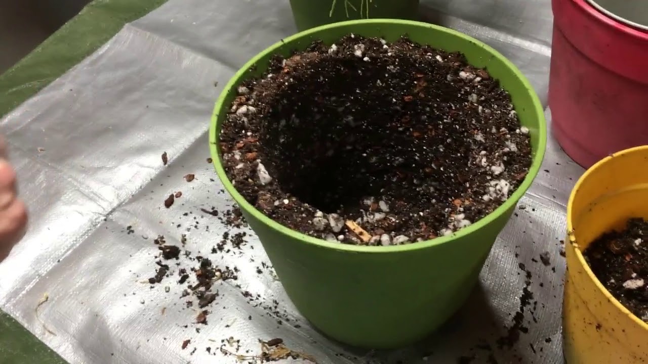 How To Repot Hoyas Part II