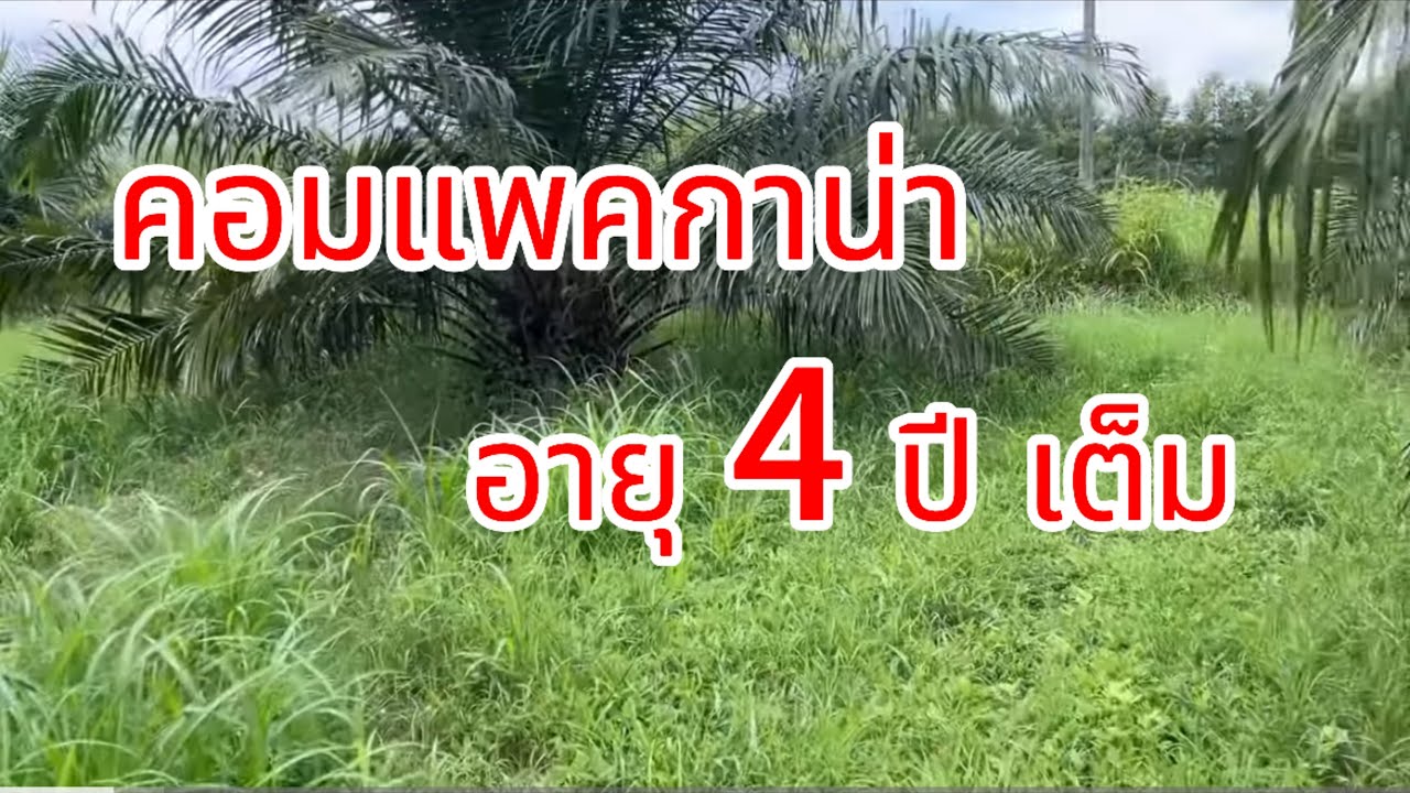 ปาล์มคอมแพคกาน่าอายุ 4 ปี เต็ม