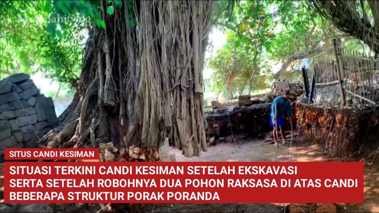 Update Terkini Situs Candi Kesiman Setelah Ekskavasi Dan Robohnya Dua Pohon Raksasa