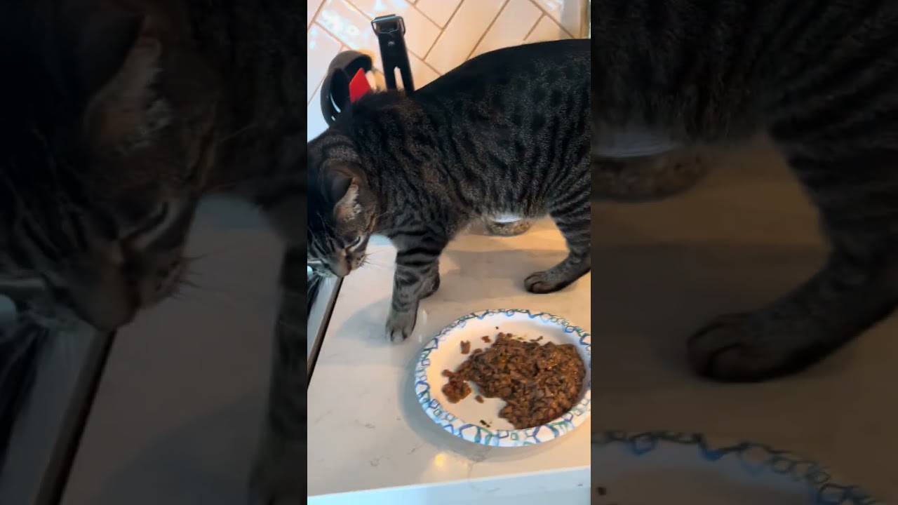 Me feeding the cats at home 