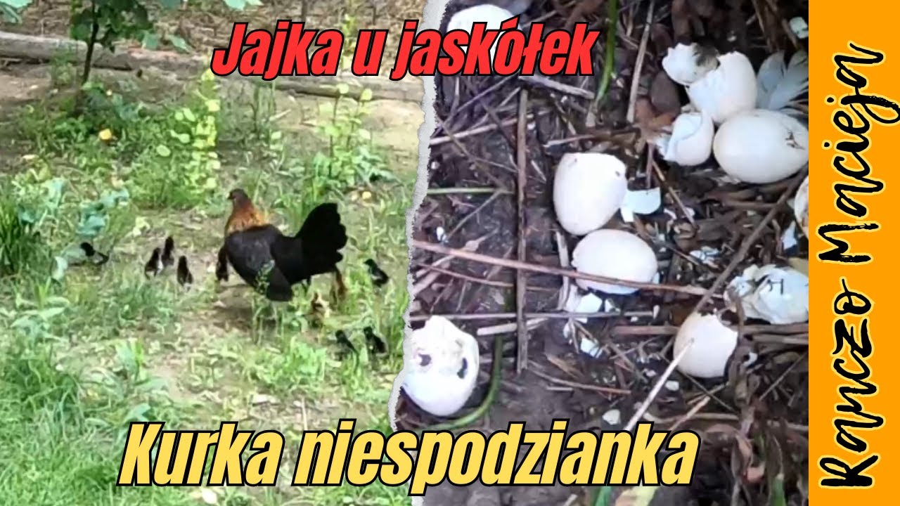 Kurka niespodzianka #392 [4K]